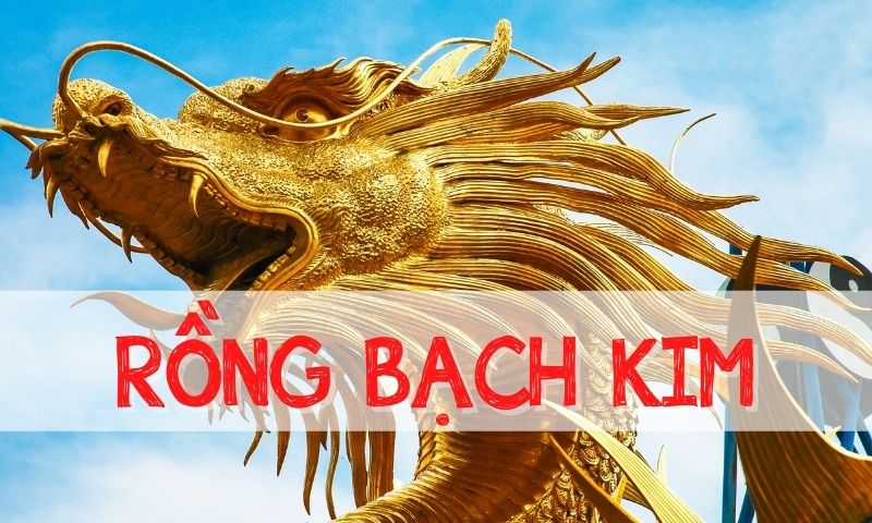 Cao Thủ Rồng Bạc Kim Bí Mật Soi Cầu Rồng Bạch Kim Chuẩn Nhất